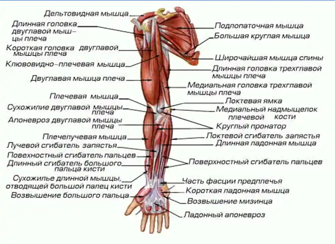 Анатомия плечевого сустава