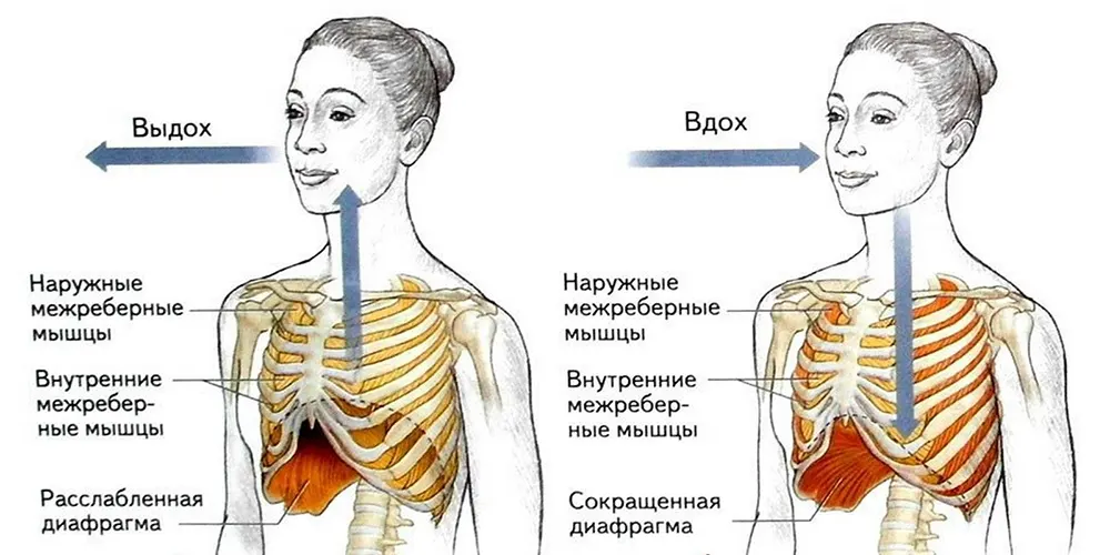 Боли в спине: как убрать их правильным дыханием