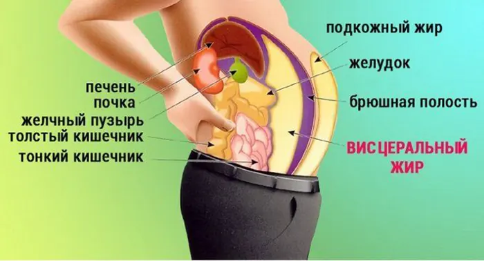 Висцеральный жир: Всё, что нужно знать для поддержания здоровья