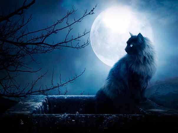 Кошка — магическое животное Кошка — магическое животное