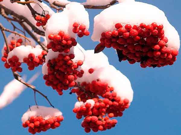 Целебные свойства рябины