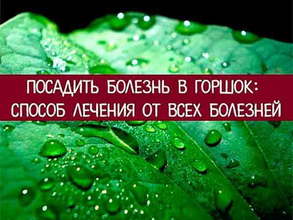 Посадить болезнь в горшок: способ лечения от всех болезней Посадить болезнь в горшок: способ лечения от всех болезней