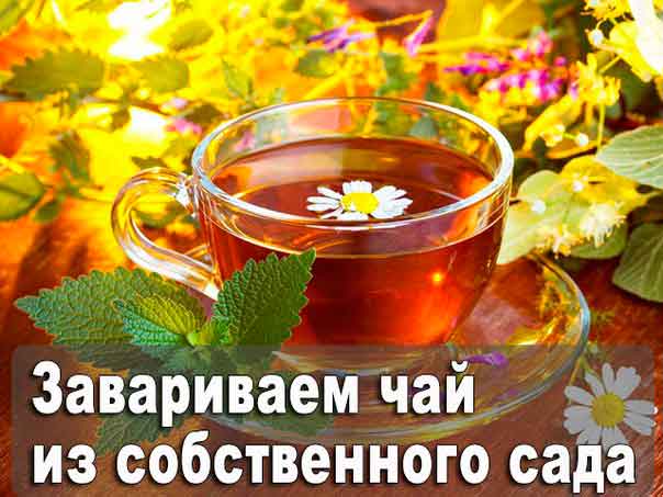 Как заваривать чай из собственного сада